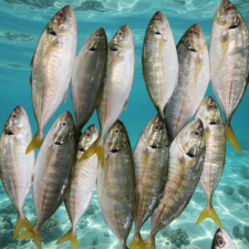 CÁ TƯƠI GHE VỀ