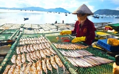 Các Loại Khô Biển Giá Sỉ Cho Quán Nhậu | Cá Tươi Ghe Về 2026