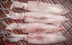 Mực Ống Tươi Cung Cấp Cho Nhà Hàng TPHCM | Cá Tươi Ghe Về