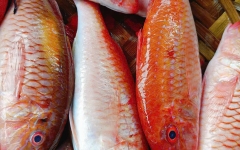 Vì Sao Cá Phèn Tươi Được Quán Nhậu Ưa Chuộng Cho Món Lai Rai