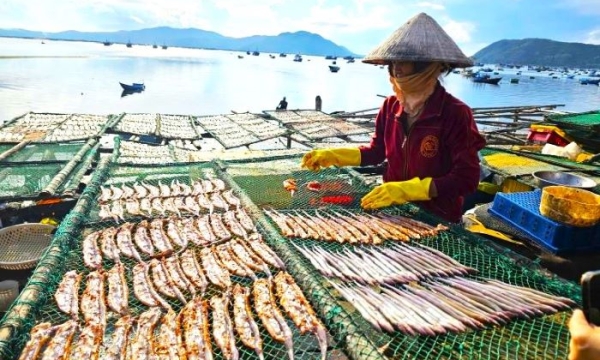 Các Loại Khô Biển Giá Sỉ Cho Quán Nhậu | Cá Tươi Ghe Về 2026