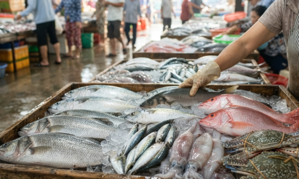 Cá Tươi Ghe Về có những loại cá biển nào cho bữa cơm gia đình?