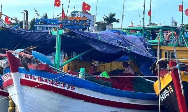 Cá tươi ghe về TP.HCM – Nguồn hải sản tươi sống chất lượng mỗi ngày tại Quận 1