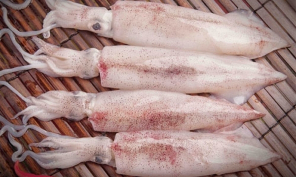 Mực Ống Tươi Cung Cấp Cho Nhà Hàng TPHCM | Cá Tươi Ghe Về