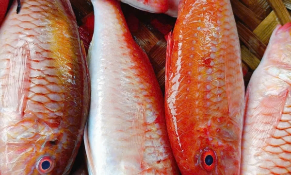 Vì Sao Cá Phèn Tươi Được Quán Nhậu Ưa Chuộng Cho Món Lai Rai