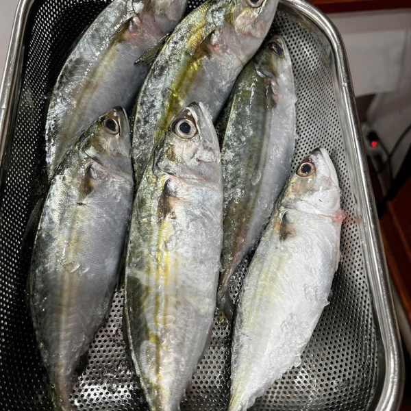 Cá Bạc Má 