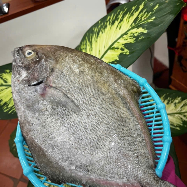 Cá Chim Biển