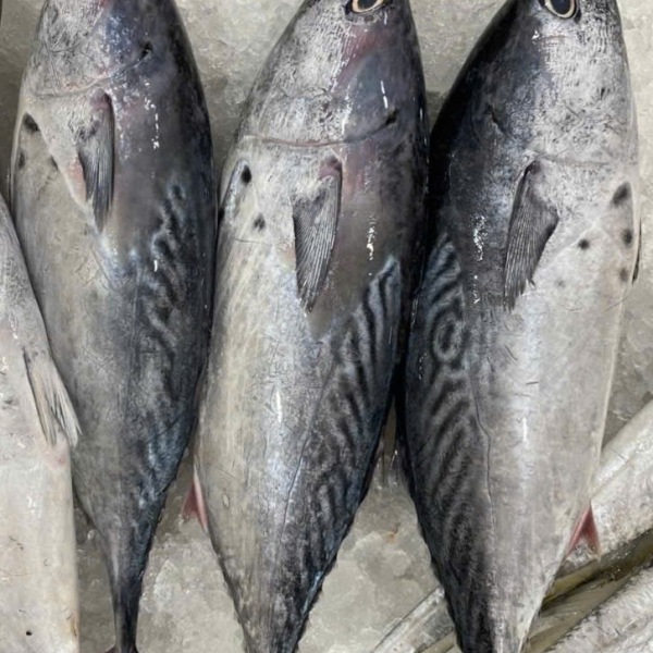 Cá Ngừ