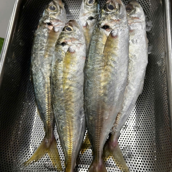 Cá Nục
