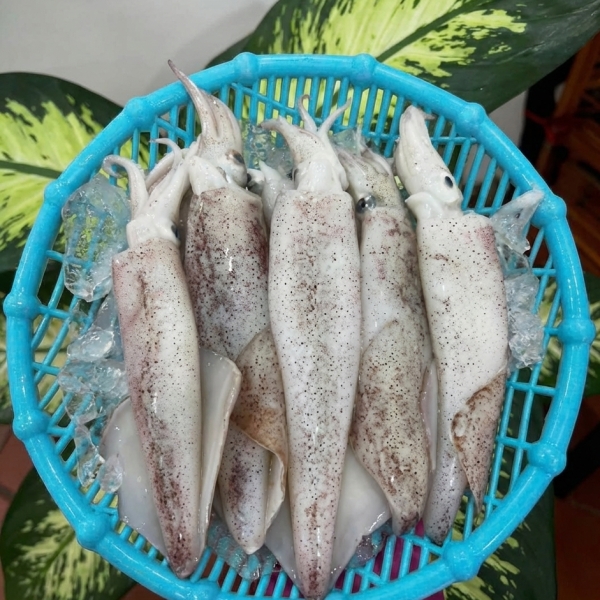 Mực Ống 