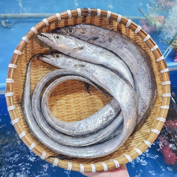 Cá Hố 