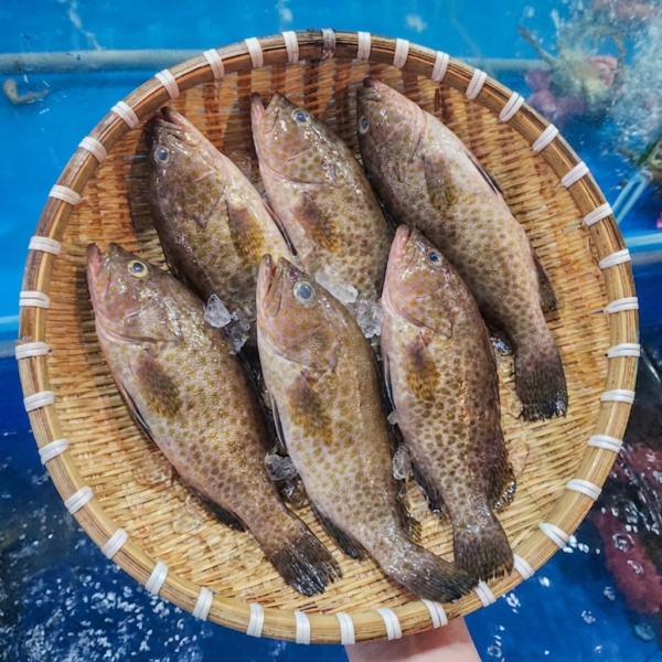 Cá Mú Biển 