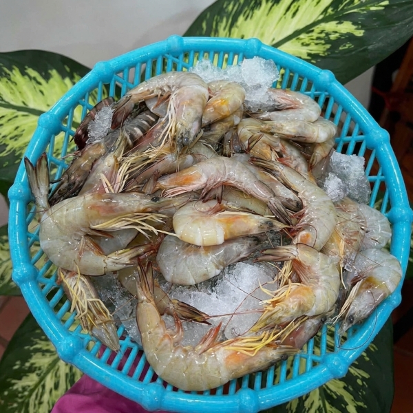 Tôm Bạc Biển 