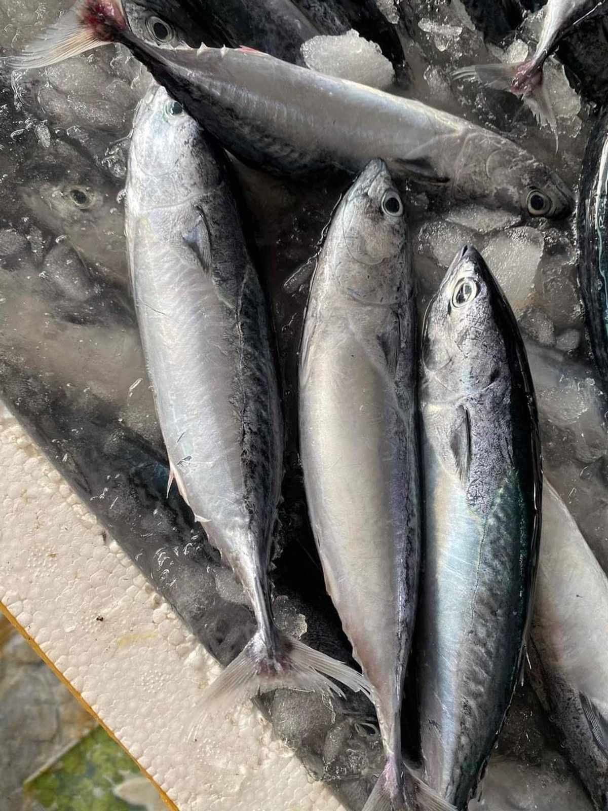 cung-cap-ca-ngu-tuoi-cho-nha-hang-tphcm