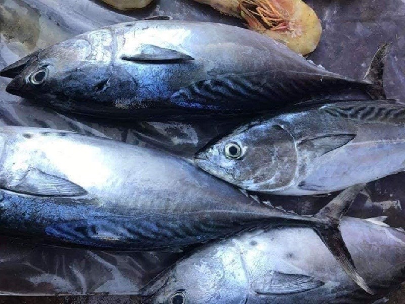 ca-ngu-tuoi
